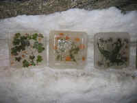 iga4.jpg (18818 Byte)